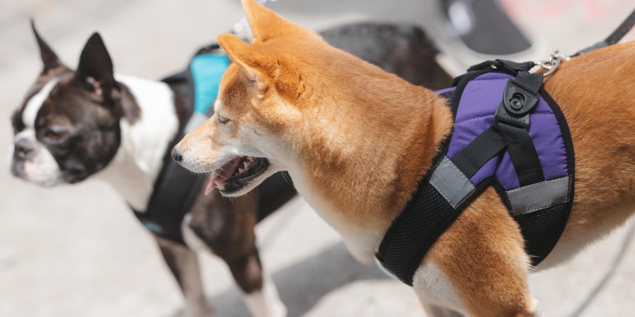 Chihuahua harness pets shops at home