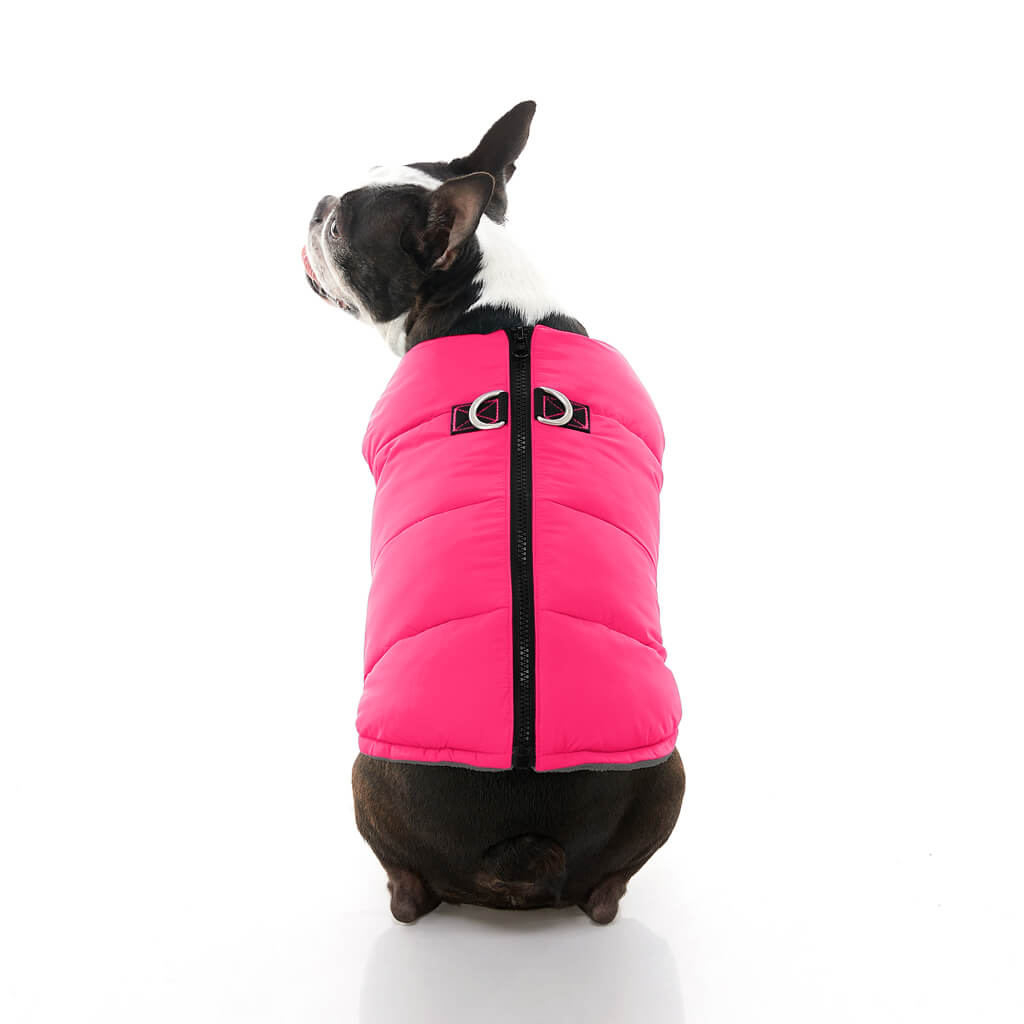 https://www.goobypet.com/cdn/shop/products/gooby-office-dog-miles-boston-terrier-wearing-solid-pink-padded-vest-sitting-down-back-view-1024x1024px_1024x1024.jpg?v=1638994173
